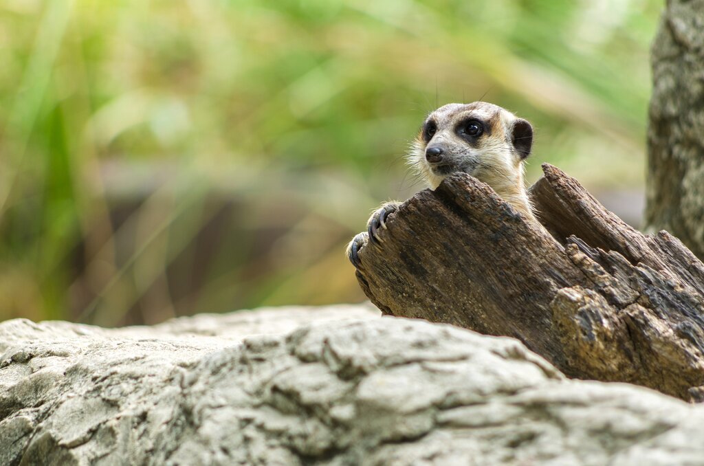 Longleat Wildlife experience