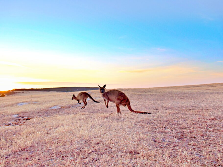 Kangaroo Island in Style (Day 2)