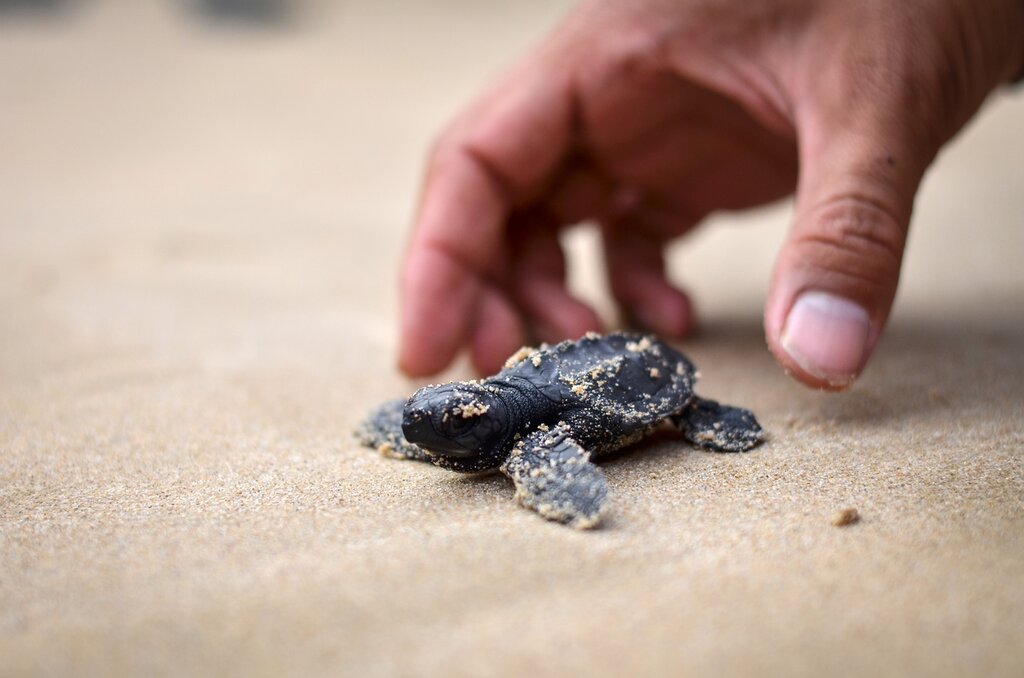 Releasing Sea Turtles Hatchlings