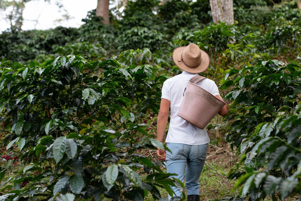 Man wearing a hat walking through a coffee farm