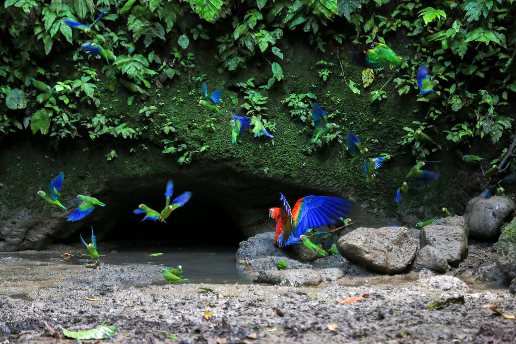 scarlet macaw lands among a group of parakeets at a clay like in Yasuní National Park, Ecuador