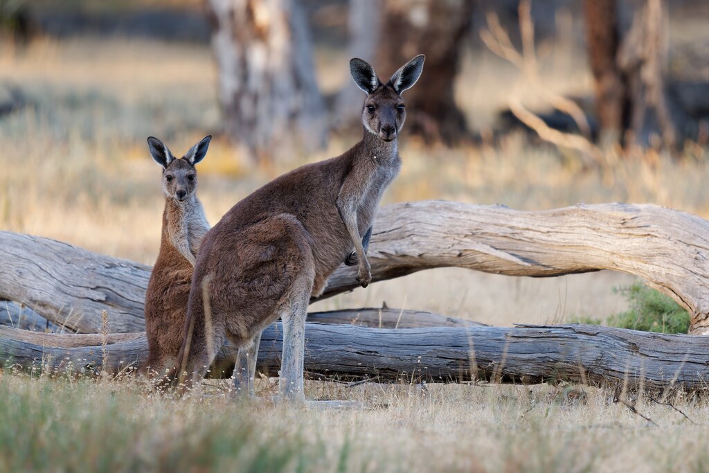 Full Day Private Wildlife in the Wild Tour