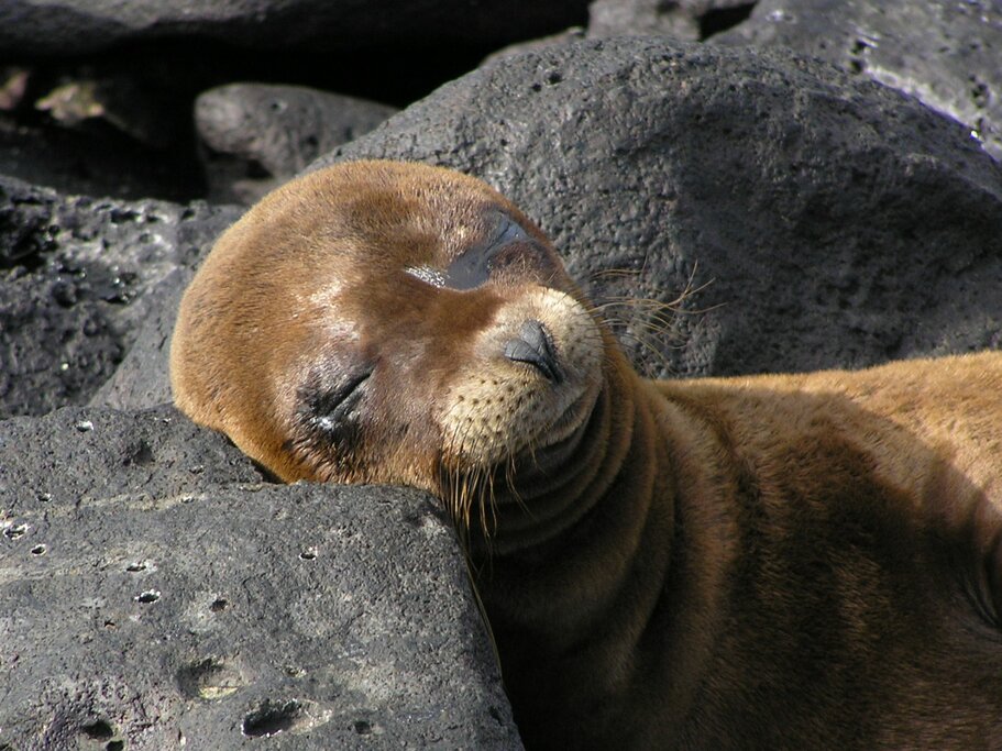 San Cristobal sea lion