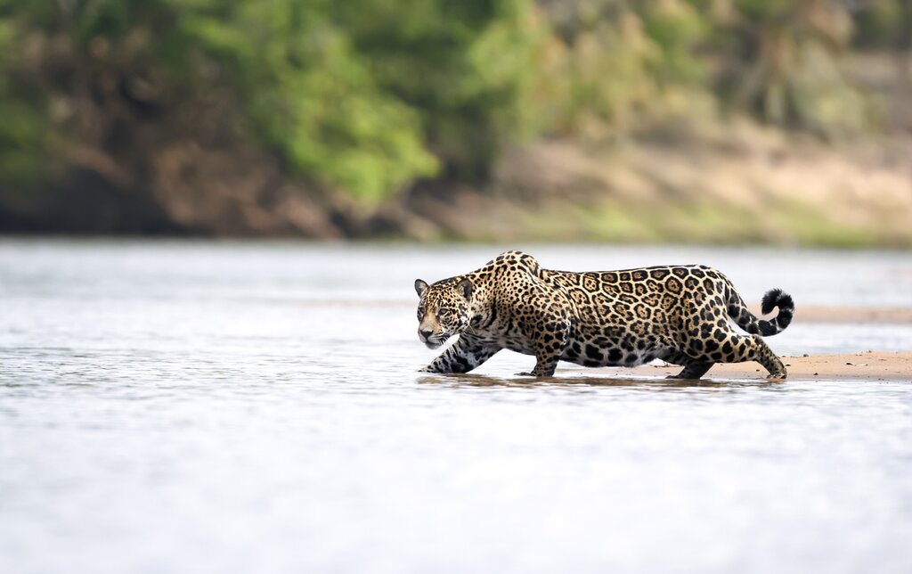 Jaguar on the hunt