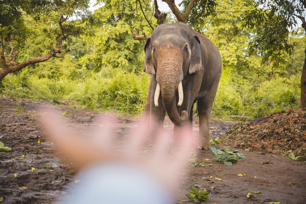 Kabini - Safaris and Exploration