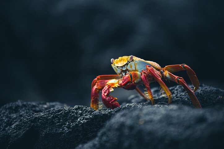 Bid the Galapagos farewell