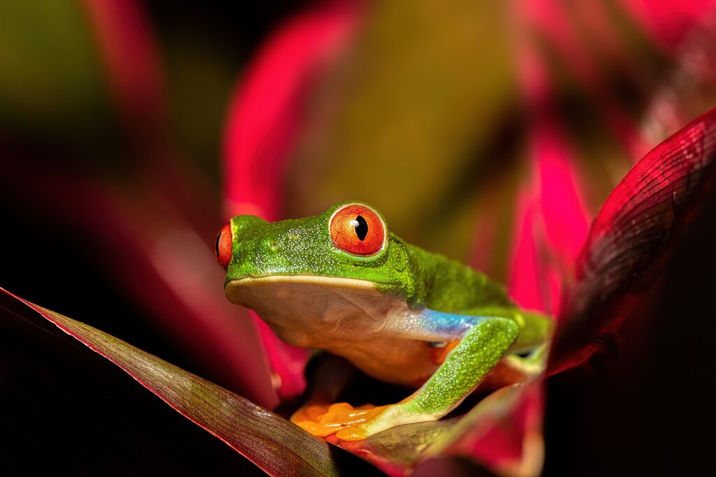 red-eyed tree frog