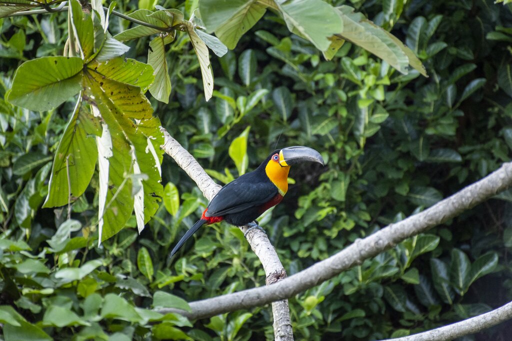 The enchanting Tijuca Rain Forest