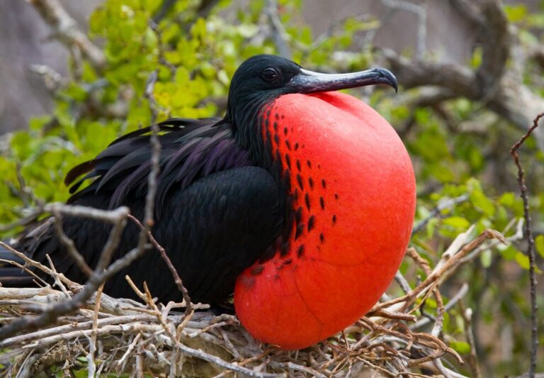 Galápagos Islands Highlights: Isla Santa Cruz, Isla Isabela & Isla San Cristóbal - 11 Days