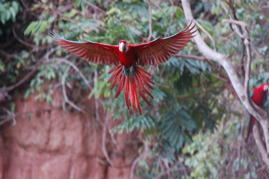 Tambopata National Reserve at Collpa Chuncho, the biggest macaw clay lick in the world