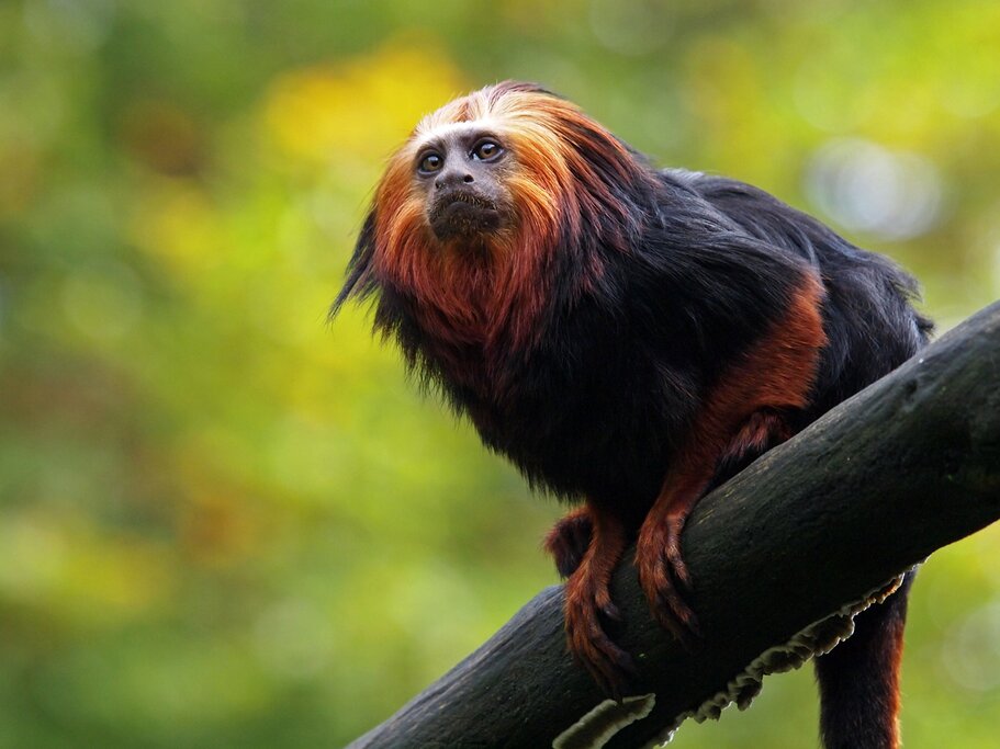 Lion tamarin monkey in the Amazon
