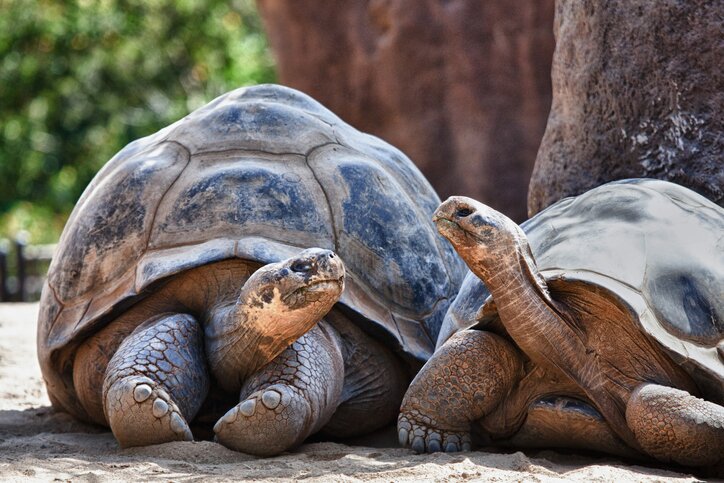 Giant tortoise in the highlands of Santa Cruz