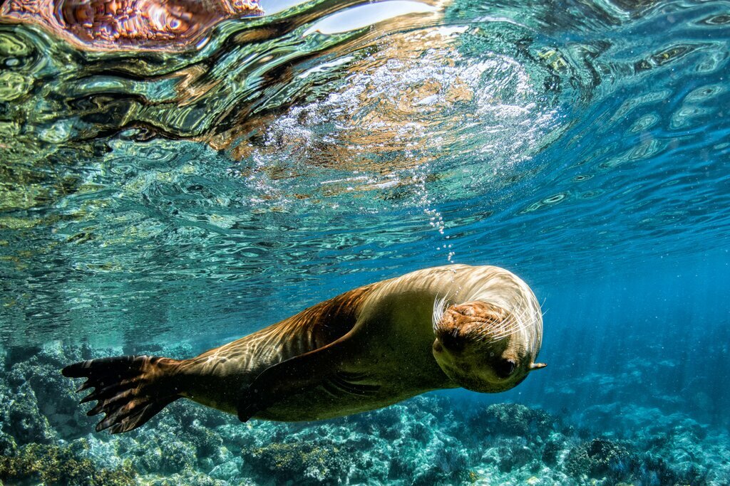 Experience marine life with a number of snorkel excursions (and scuba diving)