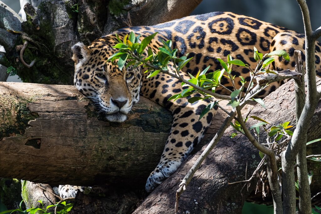 La Aurora zoo