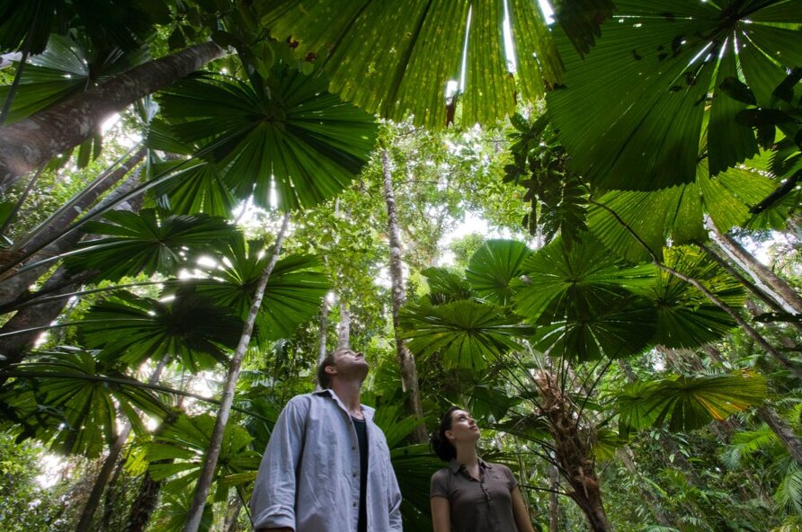 Discover the wonders of Daintree