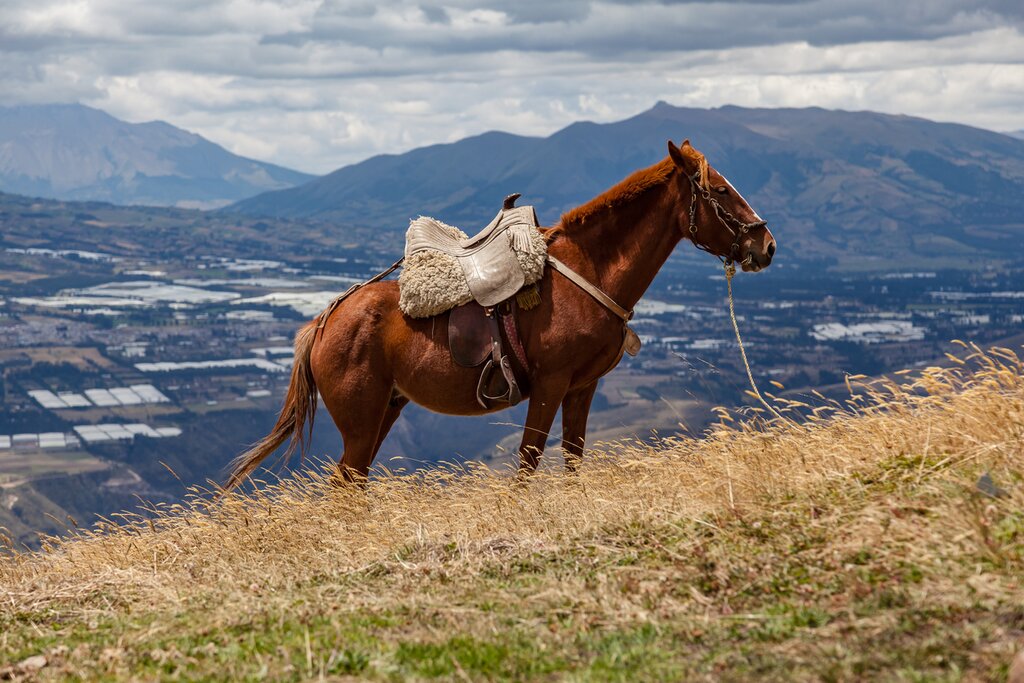 Brown horse on a hill in front of a mountain range