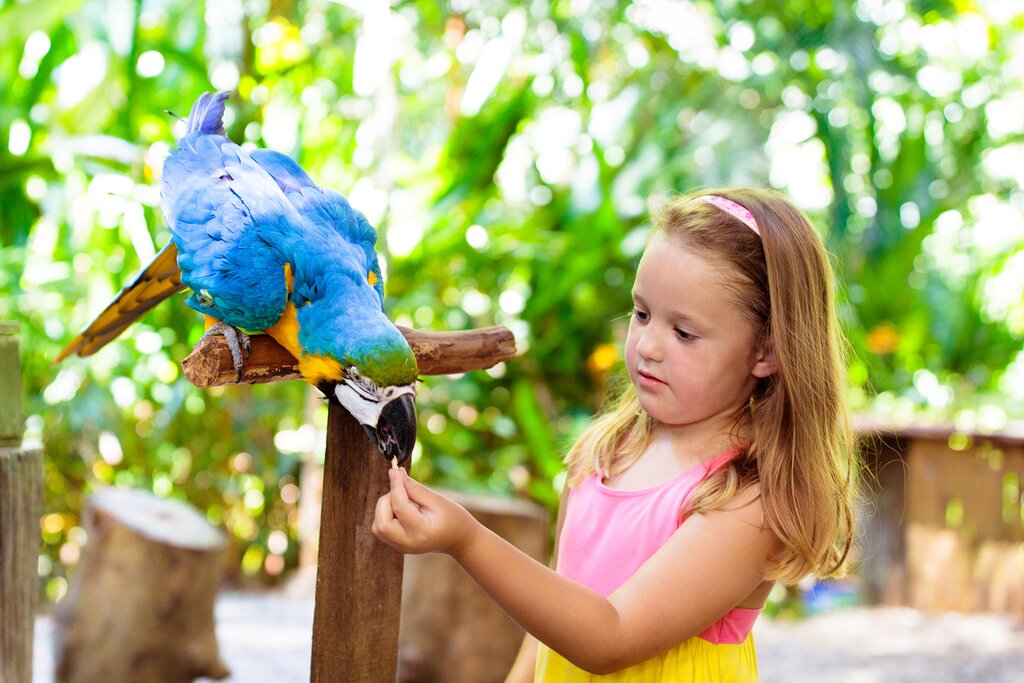 Meet the macaws at Parque des Aves