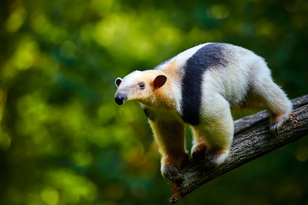 Spot Costa Rican wildlife like the tamandua on rainforest hikes