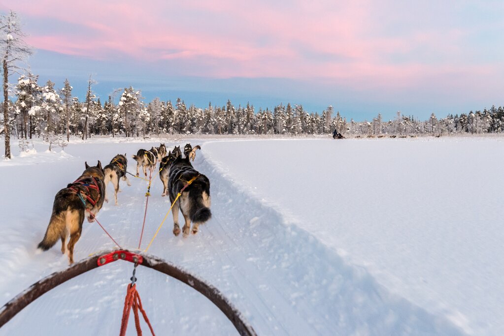 View from a husky sled
