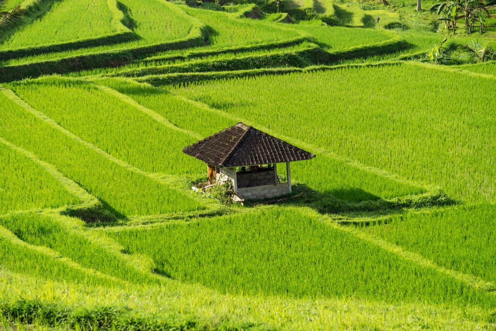 Jatiluwih rice terraces