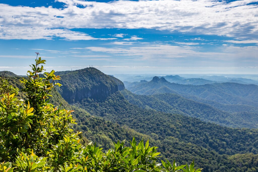 UNESCO Springbrook Rainforest & Waterfall Tour - Full Day Private Tour