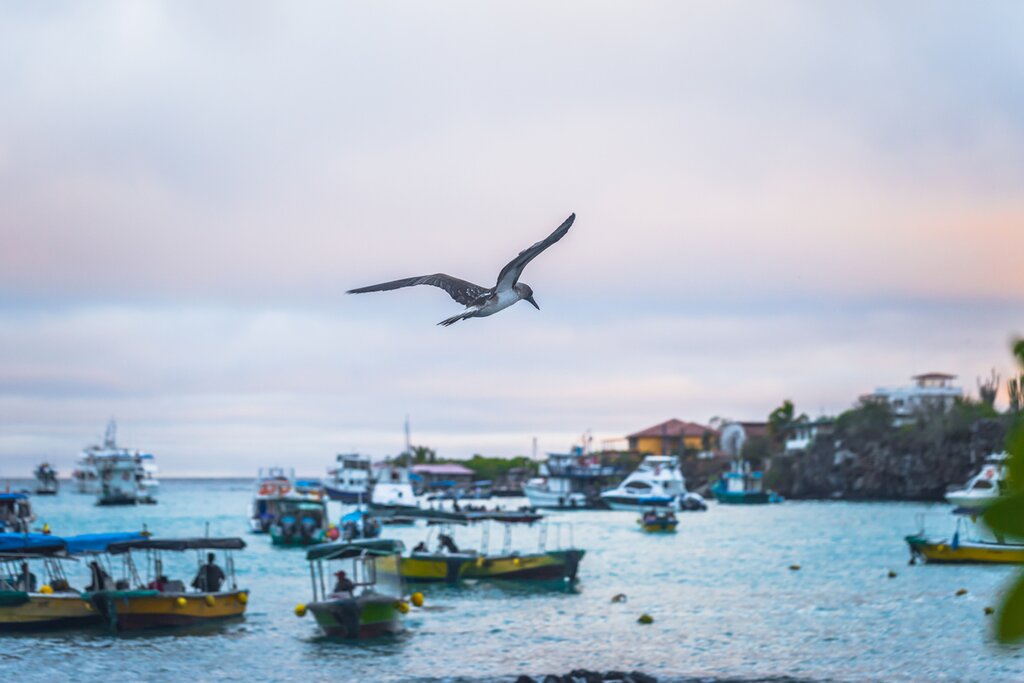 Blue-footed Boobie bird flying over Puerto Ayora in Santa Cruz island, Galapagos Islands, Ecuador