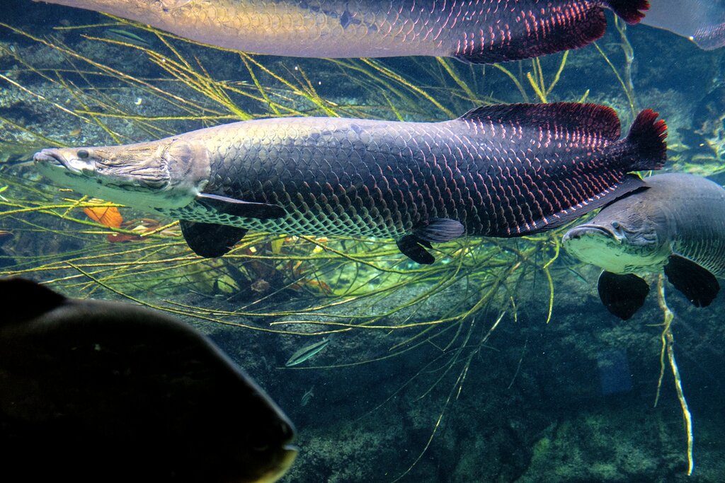 Floating Pirarucu