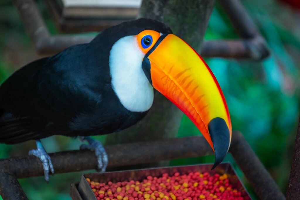 Toucan