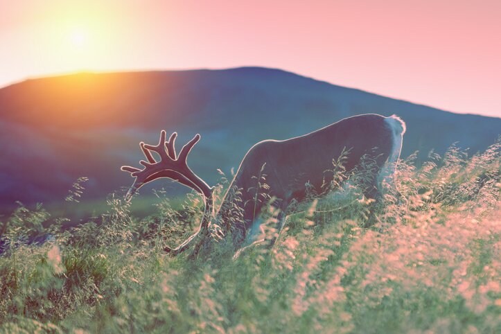 Discover Summer in Northern Finland- 5 Days