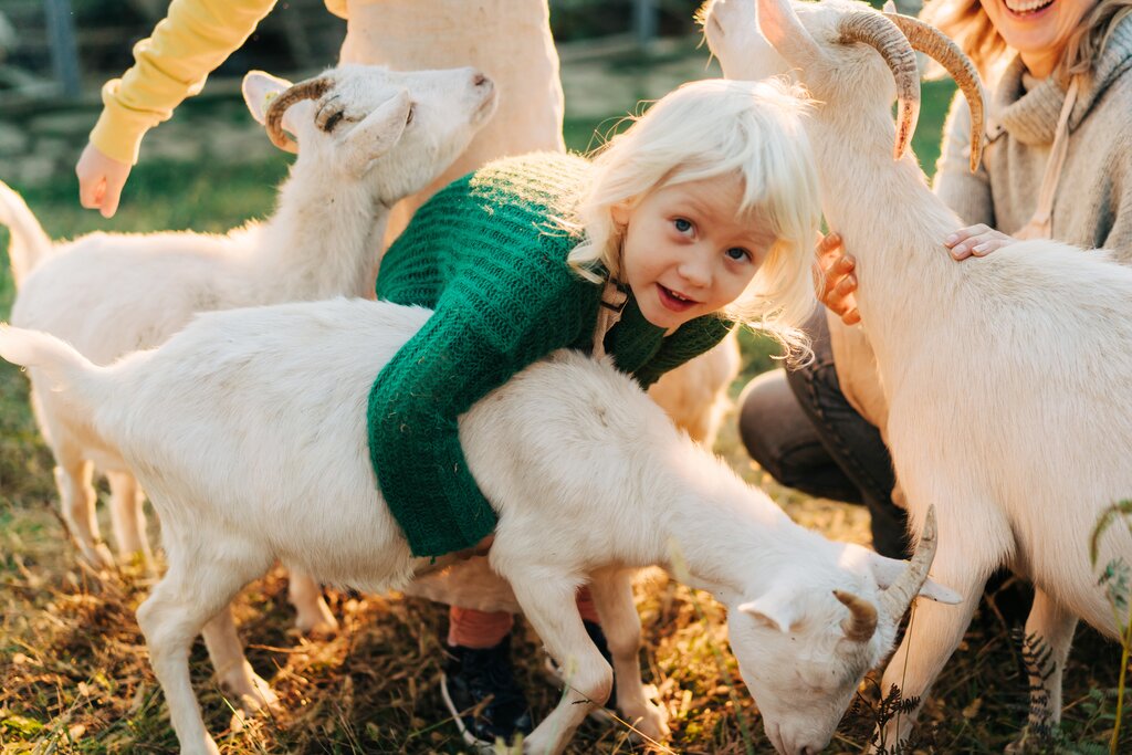 Irish Goat Farm