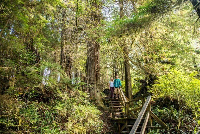 Rain Forest trail in Tofino