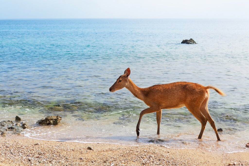 Menjangan Island deer