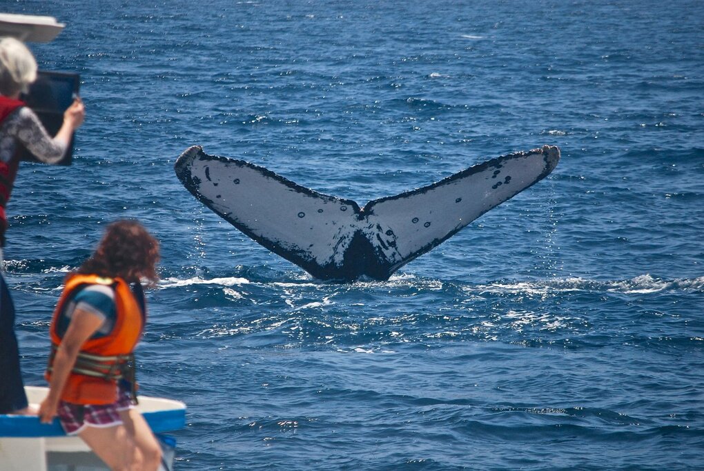 Whale watching