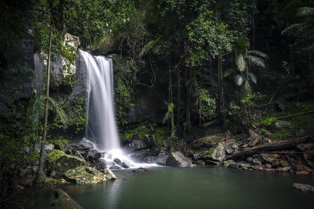 Curtis Falls is a small but picturesque single tier waterfall in Tamborine National Park.