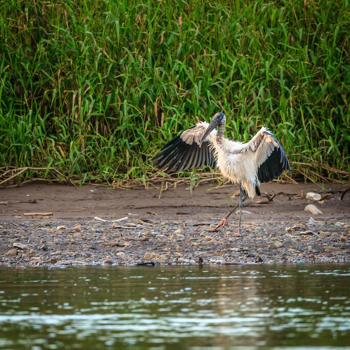 Wood Stork are common sights along the Tarcoles 