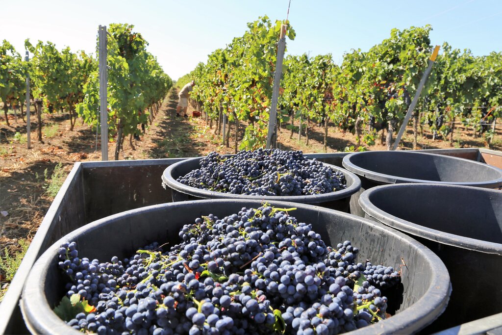Taste the best wines of Argentina and Uruguay on this weeklong tour