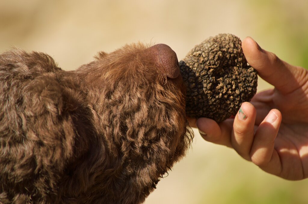 Truffle hunt