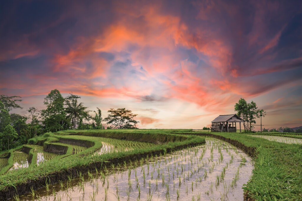 Jatiluwih rice fields