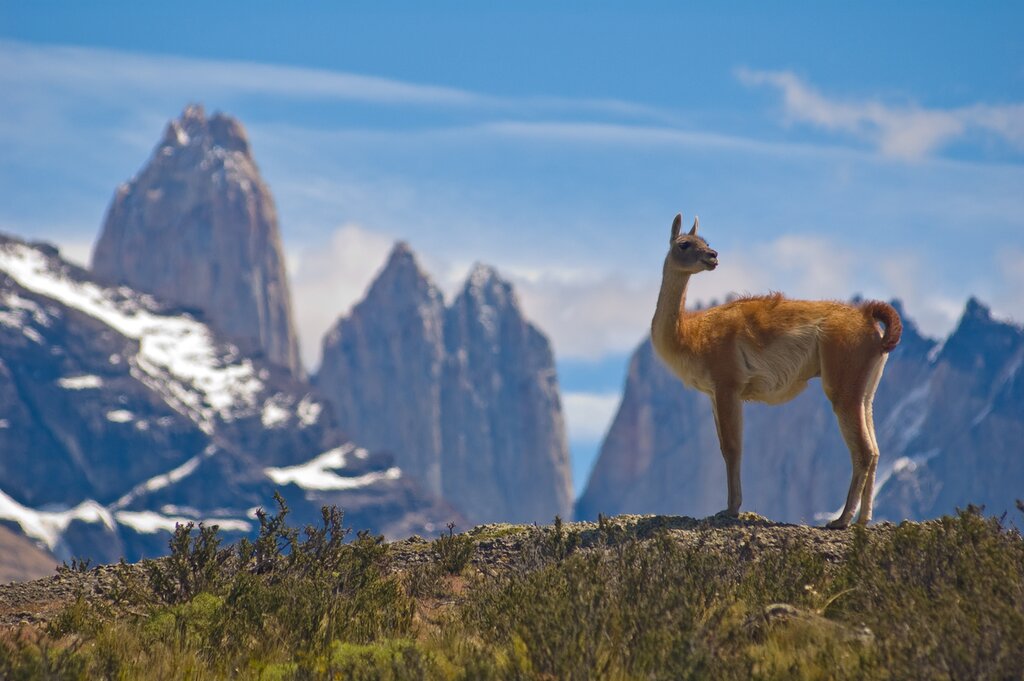 Puerto Natales...gateway to the Torres del Paine National Park and guanacoes