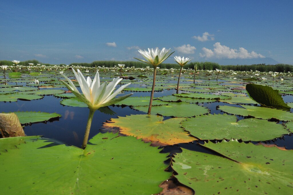 Mangroves Tour