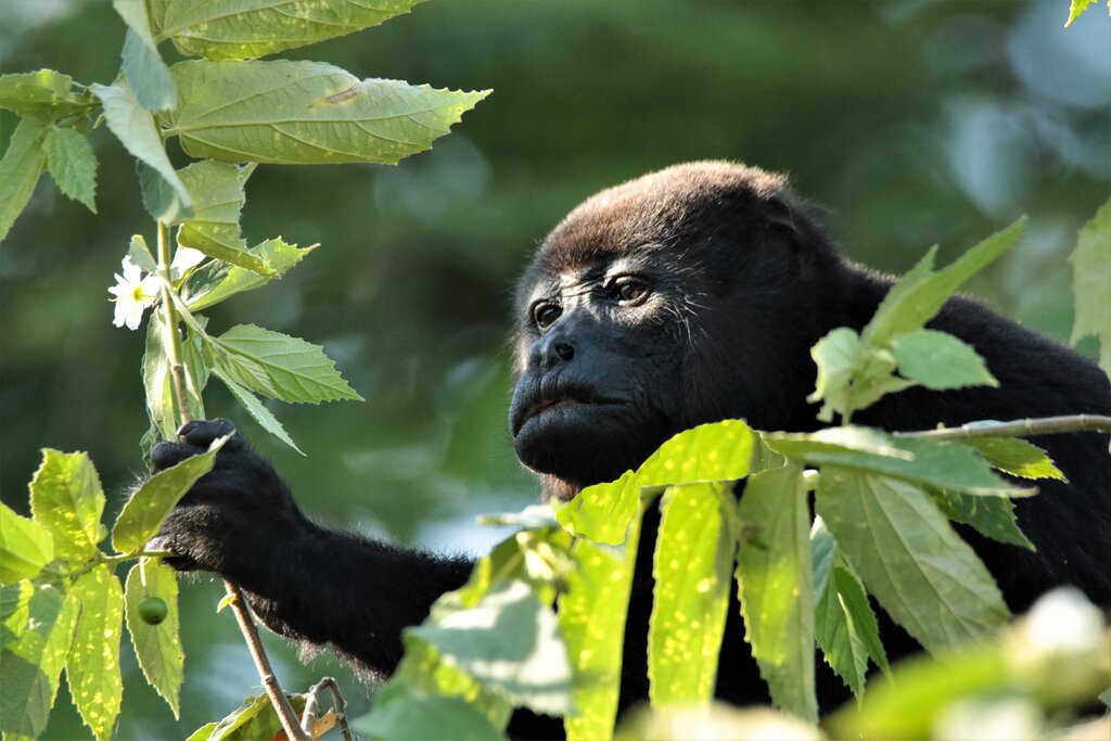 A young howler monkey in Tamarindo