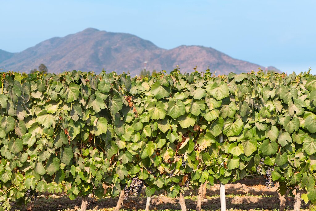 Vineyard in Colchagua