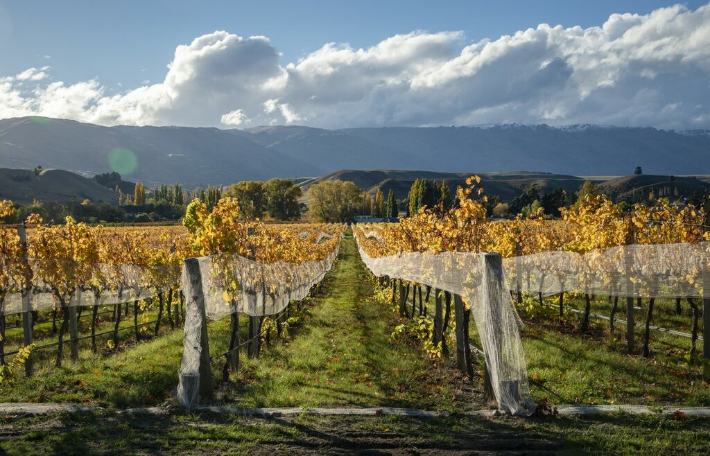 Vineyards in Cromwell
