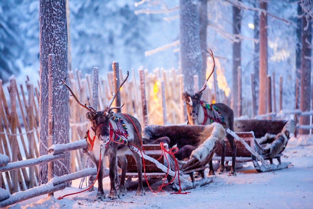 Reindeer transportation in Rovaniemi