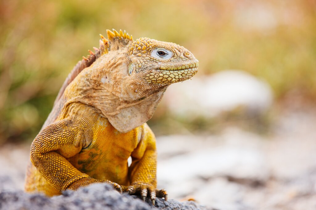 A native Iguana