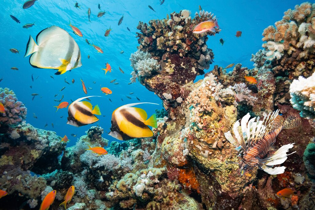 Red Sea underwater