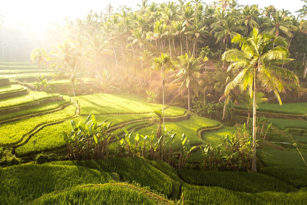 Sunset over rice terraces in Bali