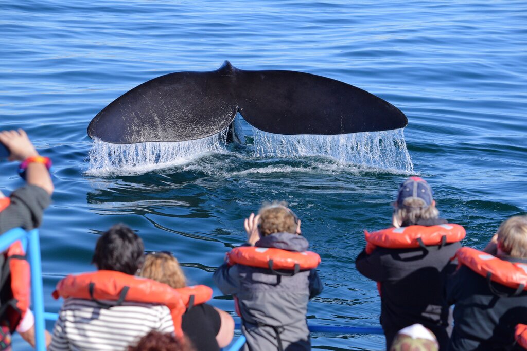 Spot breaching right whales off the coast of Puerto Madryn on this family adventure