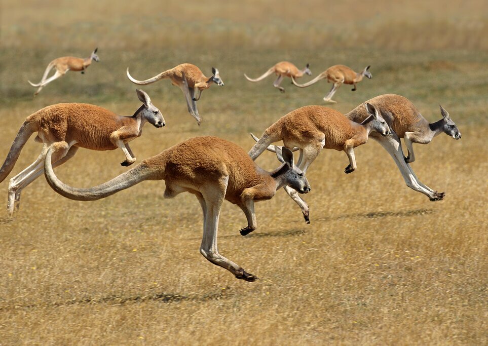 Spend time with the native wildlife on Kangaroo Island