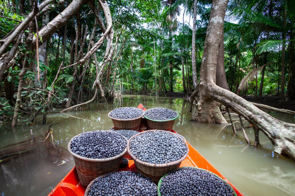 açaí berries
